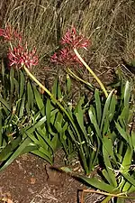 Habit at Broederstroom, Gauteng