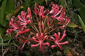 Inflorescence during late summer at Broederstroom, Gauteng