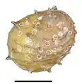 Abapertural view of a shell of Neritina juttingae. Scale bar is 10 mm. There are remains of egg capsules of a neritid on the shell.