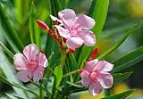 Pink flowers and leaves