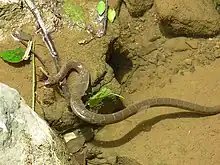 Image 5A common watersnake shedding its skin (from Snake)