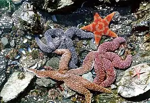 Echinoderms