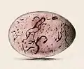 Illustration of egg by Hewitson