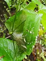 Ashy prinia nest, Mumbai