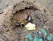 Female earwig in her nest, with eggs