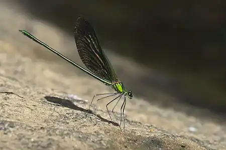 Neurobasis chinensis male