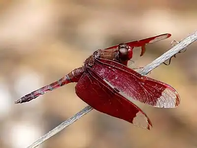 Neurothemis fulvia male