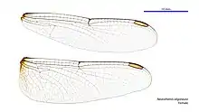 Female wings