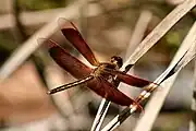 Male at rest