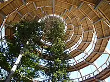 Baumwipfelpfad Neuschönau — walkway ramps into the tree tops.