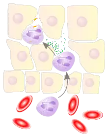 A cartoon depicting a blood vessel and its surrounding tissue cells. There are three similar white blood cells, one in the blood and two among the tissue cells. The ones in the tissue are producing granules that can destroy bacteria.