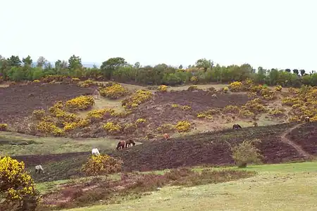 Image 10Heathland in the New Forest (from Portal:Hampshire/Selected pictures)