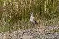 New Zealand pipit