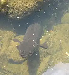 Image 9New Zealand longfin eels can weigh over 50 kilograms. (from River ecosystem)