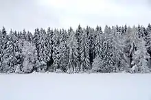 Image 45Conifers in the Swabian alps (from Tree)