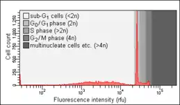 Apoptotic cells one day after apoptosis induction. Note the presence of a sub-G0/G1 peak.