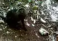 Nilgiri Langur picking a Cullenia exarillata seed