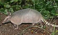 Nine-banded armadillo, Dasypus novemcinctus