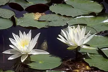 White waterlilies on the lake