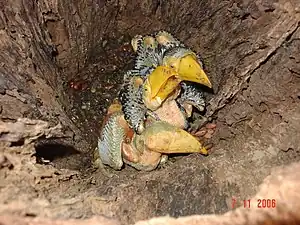 Hatchling toco toucans with yellowish beaks, pale pink skin, and black-and-white pin feathers on the body