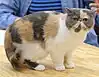 Exotic Shorthair