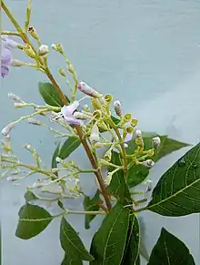 nirgundi plant with flowers