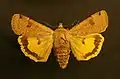 Lunar yellow underwingNoctua orbonaNoctuinae