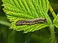 larva, lateral view