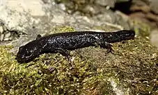 A small, black newt without gills or crest on mosstaxobox