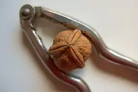 Walnut in shell and a nutcracker utensil used to break the shell