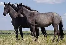 Two gray horses