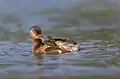 Grebe displaying its webbed feet