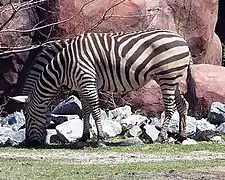 Grant's zebra (Equus quagga boehmi)