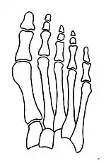 Normal foot skeleton