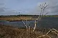 Reed beds and periodically submerged islets at the lake.