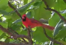 Cardinalis cardinalis