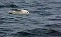 Northern fulmar in flight over Faxaflói (Iceland)