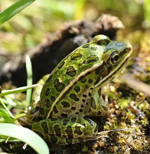 Image 6Many species of frogs live in wetlands, while others visit them each year to lay eggs. (from Wetland)