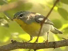 Northern parula