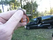 Northern redbelly snake (Storeria occipitomaculata)