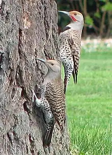 C. a. cafer: female (left), male (right)