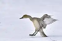 Northern pintail female