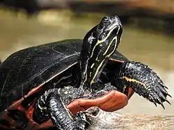 Plymouth red-bellied turtle on Long Pond in Plymouth, Massachusetts