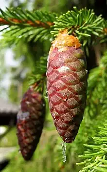 Picea abies