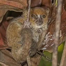 Brown lemur