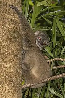 Brown lemur