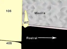 Diagram showing a longitudinal section through a typical wolf tooth.