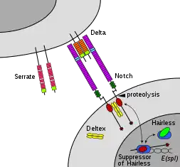 The Notch signaling pathway. Notch interacts with its ligands Delta or Serrate, leading to cleavage of the NICD which can then interact with Su(H) to form a transcriptional complex.