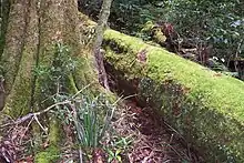 Antarctic beech at Mount Banda Banda