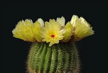 Image 4Parodia tenuicylindricaPhoto: LaitcheParodia tenuicylindrica is a small species of cactus native to the Rio Grande do Sul region of Brazil. It grows 4–8 cm (1.6–3.1 in) in height and 2–3 cm (0.8–1.2 in) in width. It has yellow and red-brown spines, white wool and yellow flowers. It produces yellow-green fruit and black seeds.More selected pictures